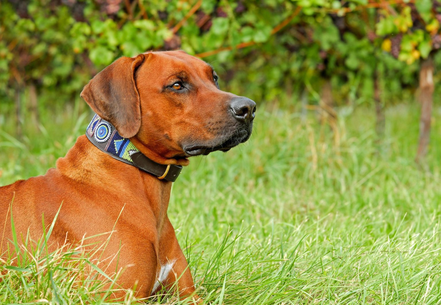 10 Rhodesian Ridgeback Rhodesian Ridgeback → Fakta om rasen och bäst försäkring